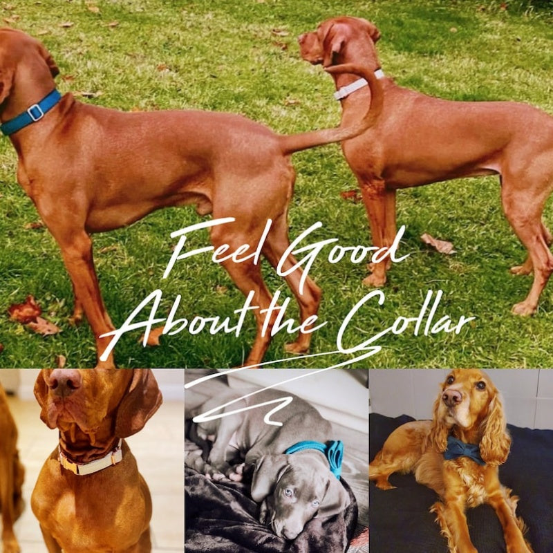 Multiple Colour Velvet Personalized Dog Collar Leash Set With Bow